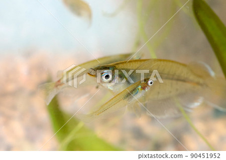 Parent and child of Indian medaka "Origias Dansina" swimming in a bright aquarium tank. Parent and child of Indian medaka "Origias Dansina" swimming in a bright aquarium tank. 90451952