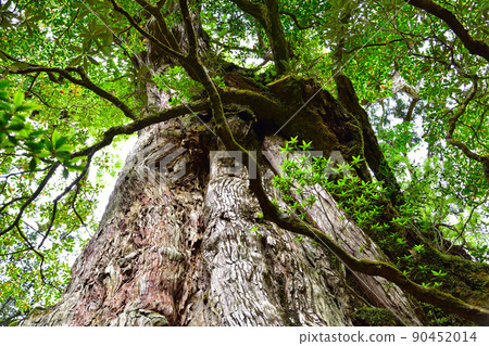 Yakushima Kimotosugi Yakushima Kimotosugi 90452014