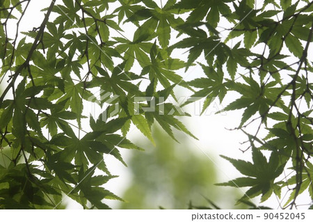 Momiji Blue Momiji Blue 90452045