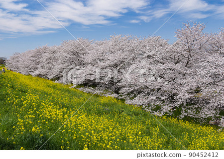春天在日本熊谷櫻花和油菜花盛開的日本熊谷市 90452412