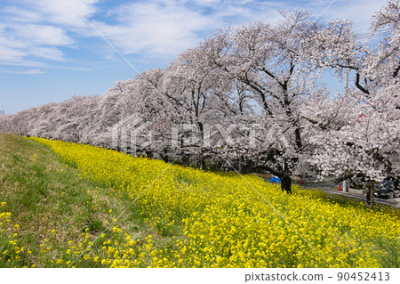 春天在日本熊谷櫻花和油菜花盛開的日本熊谷市 90452413