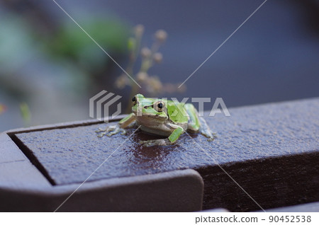Tree frog 90452538