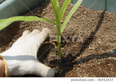 Planting corn 90452637