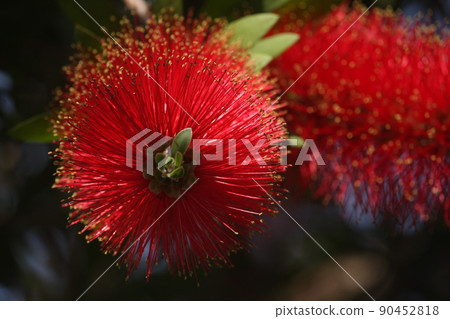 Brush tree flowers 90452818