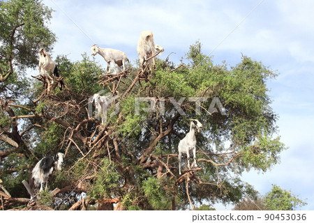 Famous moroccan scene - goats on the argan tree (Argania spinosa), Morocco, North Africa 90453036