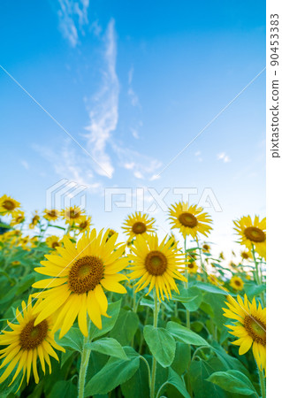 Sunflowers that grow in clusters Sunflowers that grow in clusters 90453383