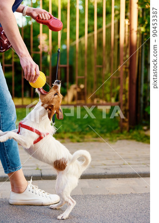 Woman walking her dog, Owner playing with pet at city street, Dog bites the ball in female hands Woman walking her dog, Owner playing with pet at city street, Dog bites the ball in female hands 90453387