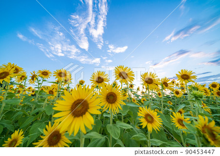 Sunflowers that grow in clusters 90453447