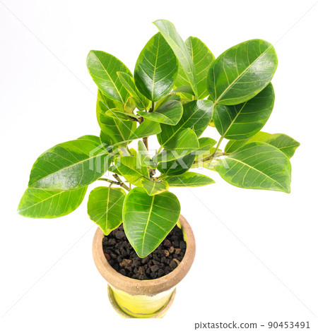 Ornamental plant, Ficus Wildemaniana leaves [white background] 90453491