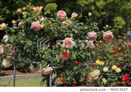 Arao City Ominous Citizen Flower Bed Rose Flower, Arao City Ominous Citizen Flower Bed Rose Flower, 90453697