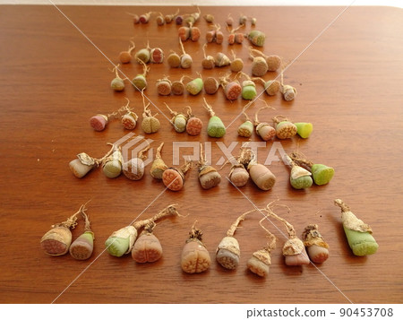 多肉植物第4種七彩生石花苗組郵遞照片 90453708