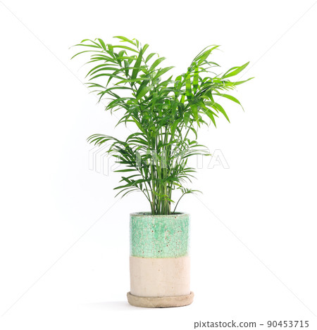 Houseplants, potted table palms [white background] 90453715