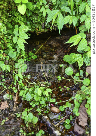 Nagara River headwater spring Nagara River headwater spring 90453817