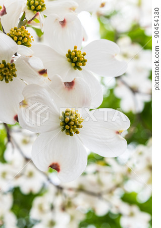 Dogwood flower up Dogwood flower up 90454180