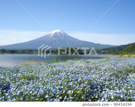 Nemophila on the shore of Lake Yamanashi and Fuji in early summer 90454294