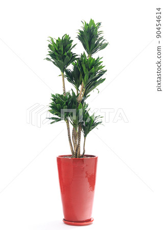 Potted plant of foliage plant, Dracaena compactor [white background] 90454614