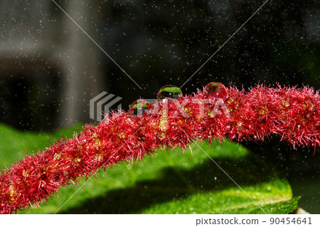 Water drop of morning dew on blossom beautiful red flower, Macro of rain droplet 90454641