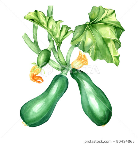 Vegetable marrow plant, squash watercolor illustration on white Vegetable marrow plant, squash watercolor illustration on white 90454863