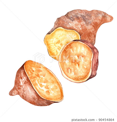 Sweet potatoes batata sliced watercolor illustration isolated Sweet potatoes batata sliced watercolor illustration isolated 90454864