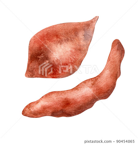 Sweet potatoes batata watercolor illustration on white background 90454865