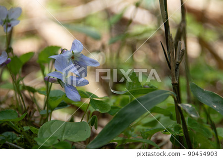 Purple flowers blooming in the sunny meadow Purple flowers blooming in the sunny meadow 90454903