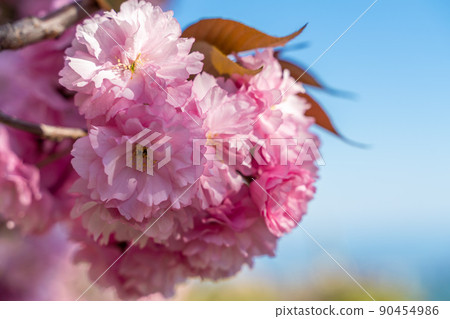 Double cherry blossoms in full bloom. A tree branch with flowers against a blue sky and the sun shines through the flowers. Double cherry blossoms in full bloom. A tree branch with flowers against a blue sky and the sun shines through the flowers. 90454986