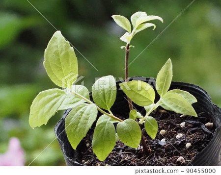 在扦插上生長的聚寶盆 90455000