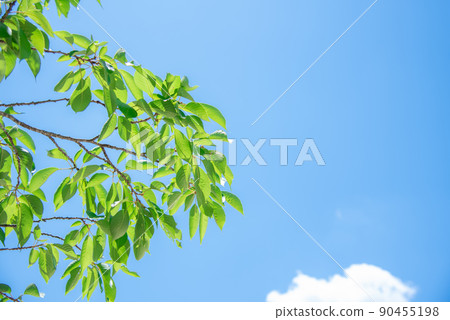 Fresh green young leaves and blue sky Fresh green young leaves and blue sky 90455198