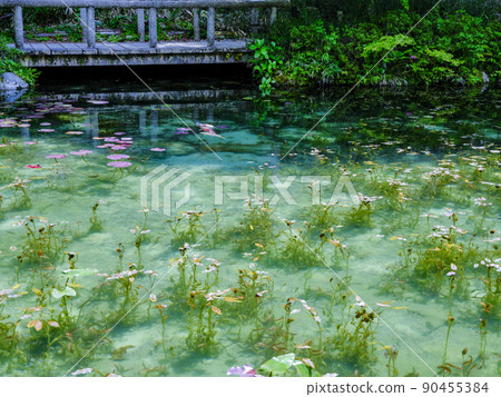 鯉魚游泳莫奈的池塘 90455384