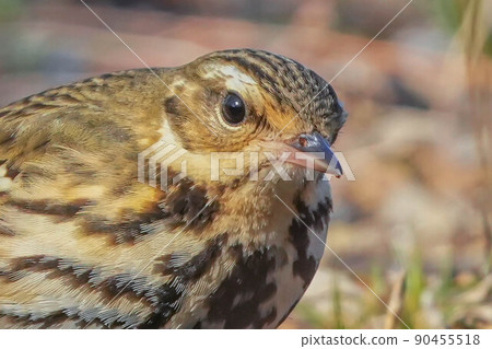 Binzui Binzui 90455518