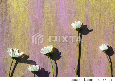 Chamomile on a wooden background of pink color close-up.  90456004