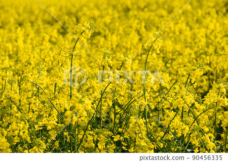 Canola rapeseed field in bloom with bright yellow flowers at spring 90456335