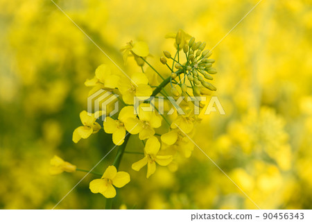 Closeup of blooming yellow canola rapeseed plant on farm field at spring 90456343