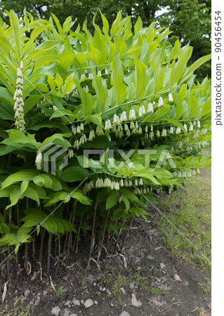 Polygonatum Giganteum Giant Solomon Seal Polygonatum Giganteum Giant Solomon Seal 90456454