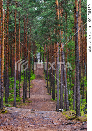 Trail In Pine Trees Forest Trail In Pine Trees Forest 90456470
