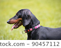 dachshund dog portrait 90457112