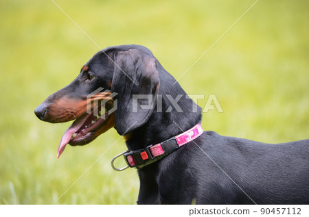 dachshund dog portrait dachshund dog portrait 90457112