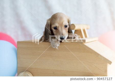 Puppy Kaninhen Dachshund Puppy Kaninhen Dachshund 90457127