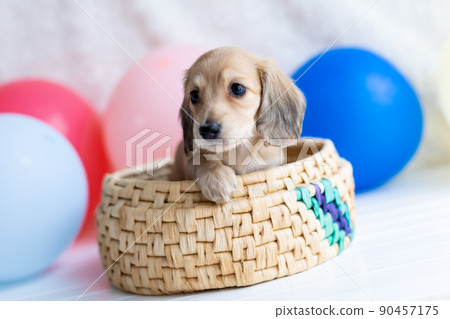 Puppy Kaninhen Dachshund 90457175
