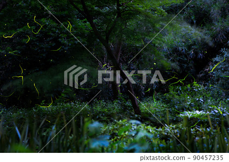 [Summer image] Fireflies in Yokohama [Horizontal composition] 90457235