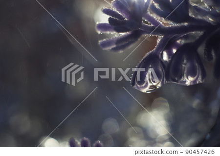 a drop of water on a flower petal. lavender. blue flower macro with beautiful bokeh in the rain a drop of water on a flower petal. lavender. blue flower macro with beautiful bokeh in the rain 90457426
