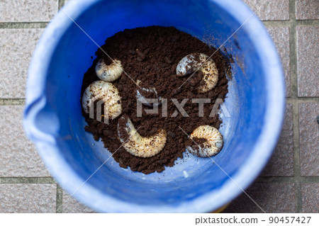 Beetle breeding insects 90457427