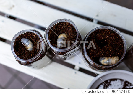 甲蟲繁殖昆蟲墊更換 90457438