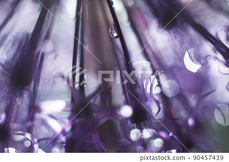 a drop of water on a purple flower. wild onions closeup.  wild leek background. abstract flower background 90457439