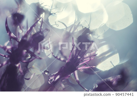 a drop of water on a purple flower. wild onions closeup.  wild leek background. abstract flower background 90457441