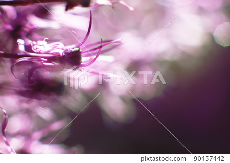a drop of water on a purple flower. wild onions closeup.  wild leek background. abstract flower background 90457442