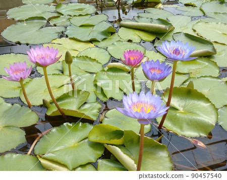 Colorful lotus flowers growing in the greenhouse Colorful lotus flowers growing in the greenhouse 90457540