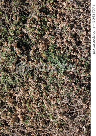 Silene uniflora, early spring in gardens of Zagreb, Croatia 90457578