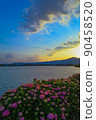Hydrangea, Lake Biwa and sunset 90458520