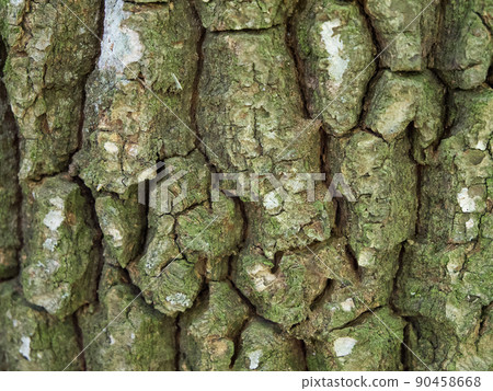 Texture of tree bark, macrophoto. Full-frame image of tree bark, background. 90458668